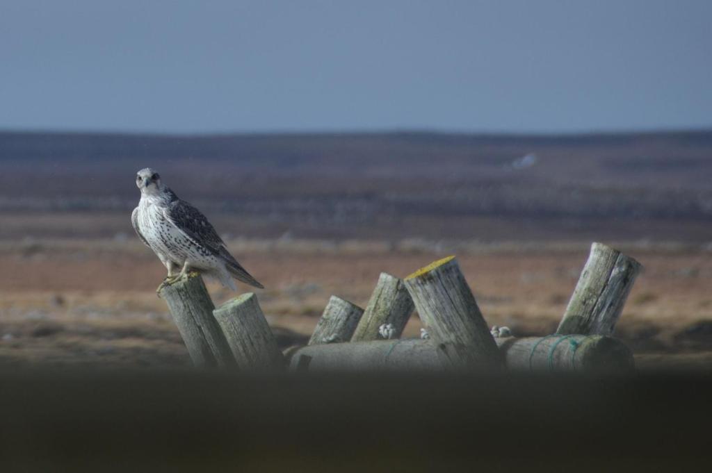 Willa Ytra Lon Farm Retreat Þórshöfn Zewnętrze zdjęcie